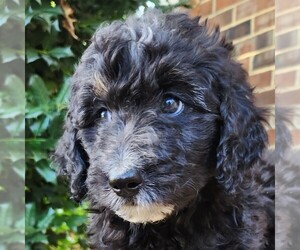 F2 Aussiedoodle Puppy for sale in COLUMBIA, TN, USA