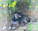 Small #1 Mutt