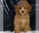 Small Photo #77 Poodle (Miniature) Puppy For Sale in WARSAW, IN, USA