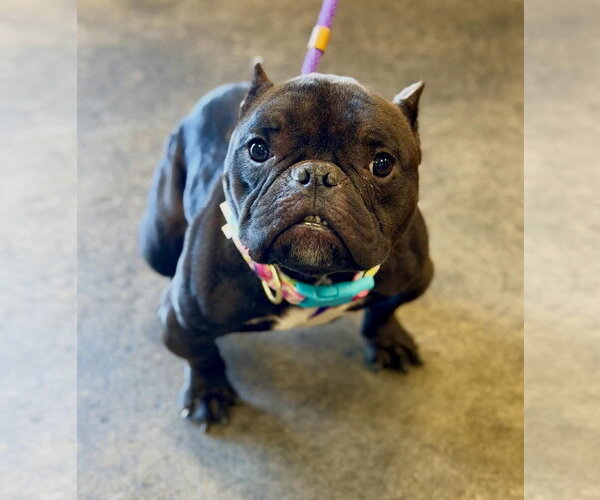 Medium Photo #1 Bulldog-Unknown Mix Puppy For Sale in Las Vegas, NV, USA