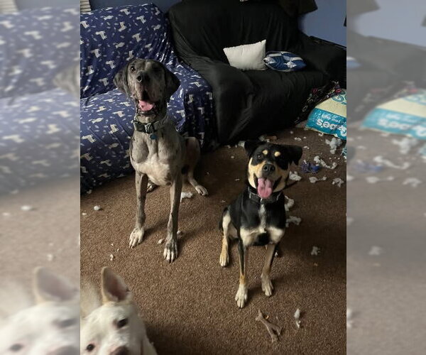 Medium Photo #2 Great Dane Puppy For Sale in Bullard, TX, USA