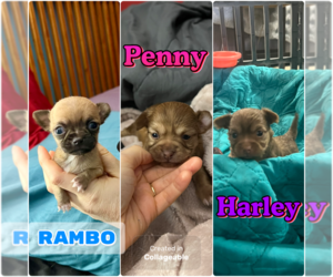 Chihuahua Puppy for sale in PHILADELPHIA, PA, USA
