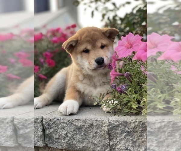 Medium Photo #1 Shiba Inu Puppy For Sale in CANOGA, NY, USA