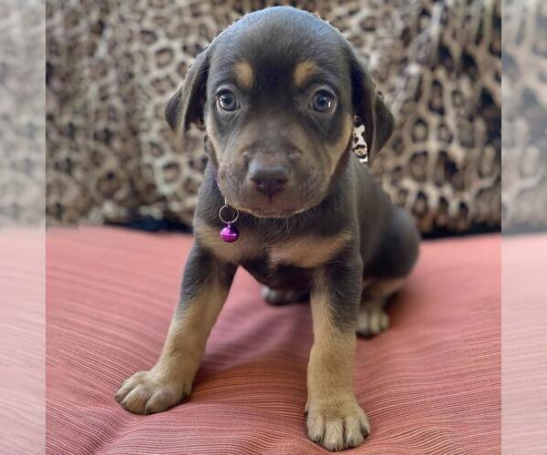 Medium Photo #1 Mutt Puppy For Sale in San Diego, CA, USA