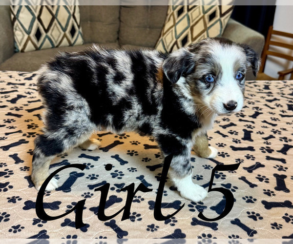 Medium Photo #125 Miniature Australian Shepherd Puppy For Sale in SALISBURY, NC, USA