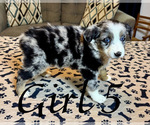 Small Photo #125 Miniature Australian Shepherd Puppy For Sale in SALISBURY, NC, USA