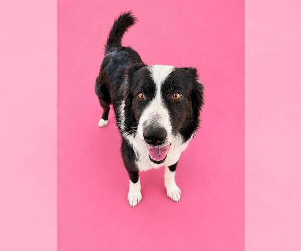 Medium Photo #1 Border Collie Puppy For Sale in HESPERIA, CA, USA