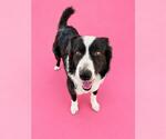 Small Border Collie
