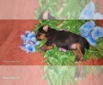Small #28 Yorkshire Terrier
