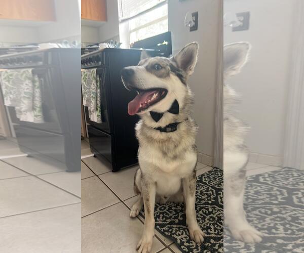 Medium Photo #2 Australian Shepherd-Siberian Husky Mix Puppy For Sale in Miami, FL, USA