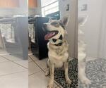 Small #1 Australian Shepherd-Siberian Husky Mix