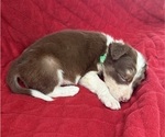 Small #3 Borador