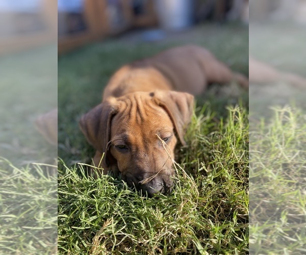 Medium Photo #26 Rhodesian Ridgeback Puppy For Sale in KELLER, TX, USA