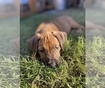 Small #25 Rhodesian Ridgeback
