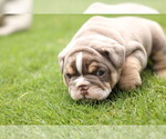 Small Photo #6 Olde English Bulldogge Puppy For Sale in MANSFIELD, GA, USA