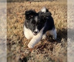 Small #1 Border Collie-Papillon Mix