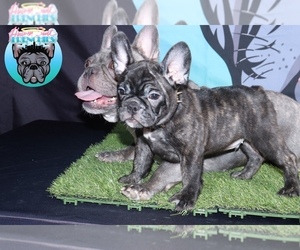 French Bulldog Puppy for sale in HOMESTEAD, FL, USA