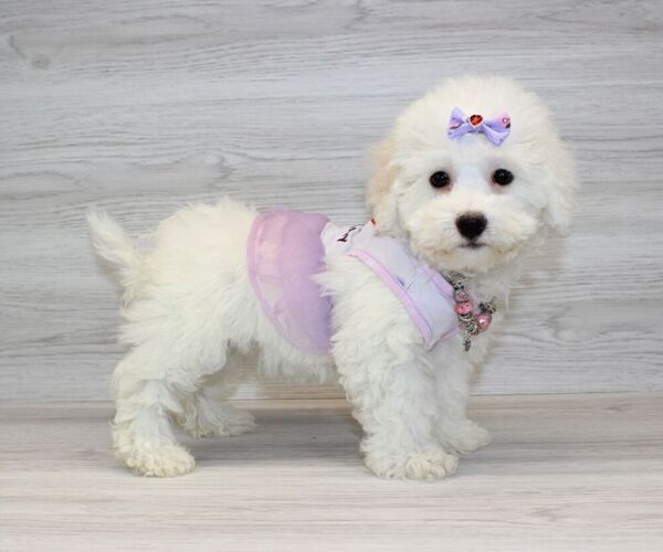 Medium Photo #3 Bichon Frise Puppy For Sale in LAS VEGAS, NV, USA