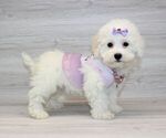 Small Photo #3 Bichon Frise Puppy For Sale in LAS VEGAS, NV, USA