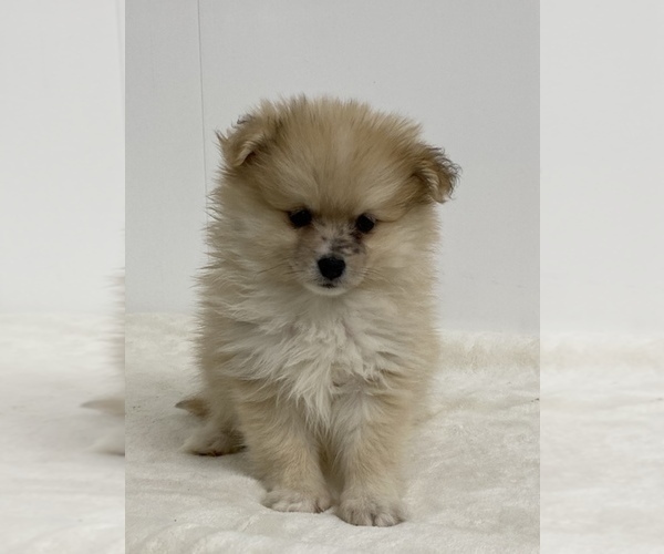 Medium Photo #1 Pomeranian Puppy For Sale in SENECA FALLS, NY, USA