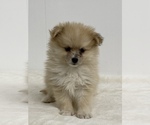 Small Photo #1 Pomeranian Puppy For Sale in SENECA FALLS, NY, USA