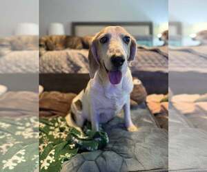 Beagle-Unknown Mix Dogs for adoption in Sanderson, FL, USA
