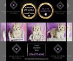 Small Photo #74 Maltipoo (Toy) Puppy For Sale in WARSAW, IN, USA