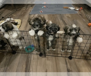 Havanese Puppy for sale in CHERRY HILL TOWNSHIP, NJ, USA