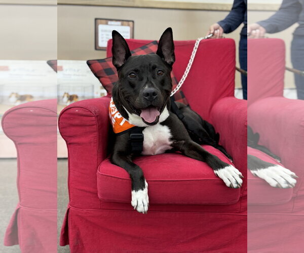Medium Photo #2 American Pit Bull Terrier-Unknown Mix Puppy For Sale in Fallbrook, CA, USA