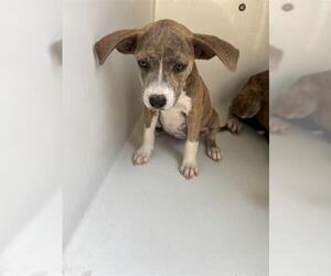 Labrador Retriever-Unknown Mix Dogs for adoption in Houston, TX, USA