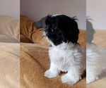 Small Photo #21 Shih Tzu Puppy For Sale in N PORT, FL, USA