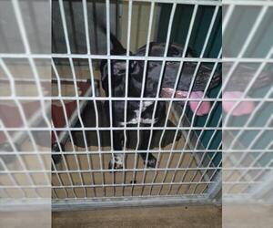 Labrador Retriever-Unknown Mix Dogs for adoption in Texas City, TX, USA