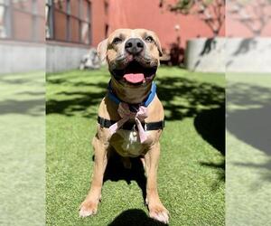 American Pit Bull Terrier Dogs for adoption in San Francisco, CA, USA