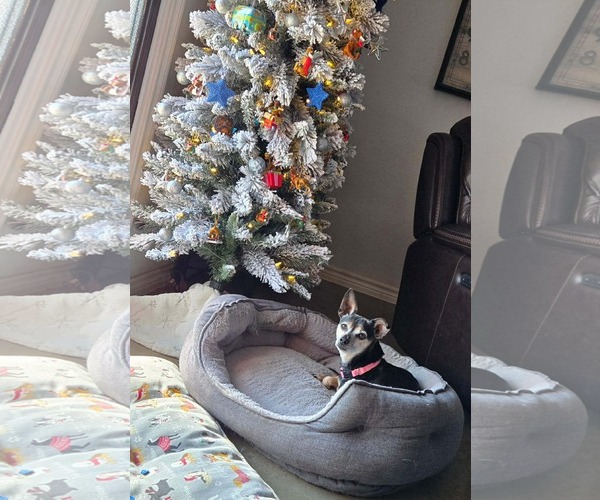 Medium Photo #2 Chihuahua-Unknown Mix Puppy For Sale in Boonton, NJ, USA