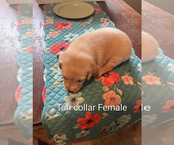 Medium Photo #5 Labrador Retriever Puppy For Sale in PIERSON STATION, IL, USA
