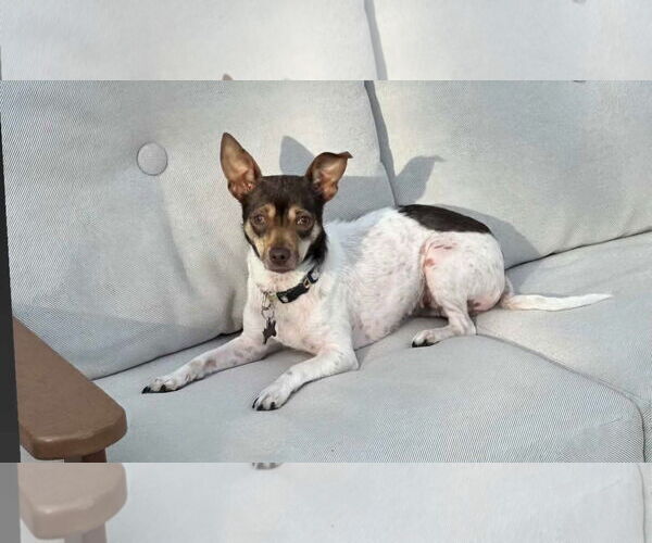 Medium Photo #7 Chihuahua-Unknown Mix Puppy For Sale in Tampa, FL, USA