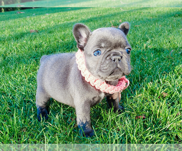 Medium Photo #19 French Bulldog Puppy For Sale in MARYSVILLE, WA, USA