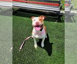 Small #1 American Staffordshire Terrier Mix