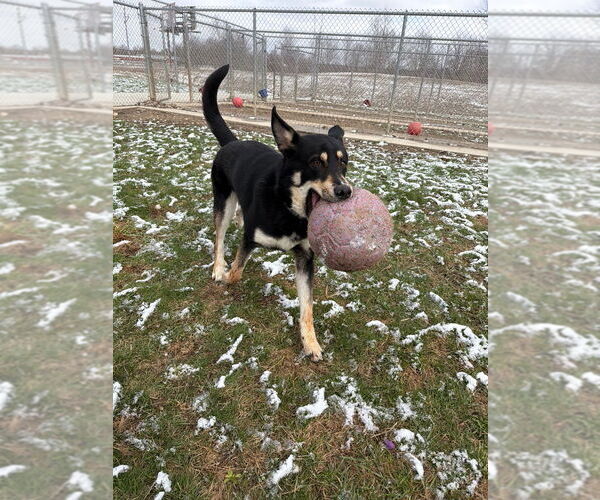 Medium Photo #2 German Shepherd Dog-Unknown Mix Puppy For Sale in Pierceton , IN, USA
