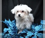 Small #5 Maltese