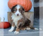 Bella - Female Bernedoodle (Miniature) Puppy for Sale - Small photo