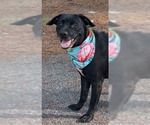 Small Photo #3 Labrador Retriever-Unknown Mix Puppy For Sale in Shillington, PA, USA