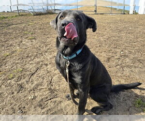 German Shepherd Dog-Mastiff Mix Dogs for adoption in Ocala, FL, USA