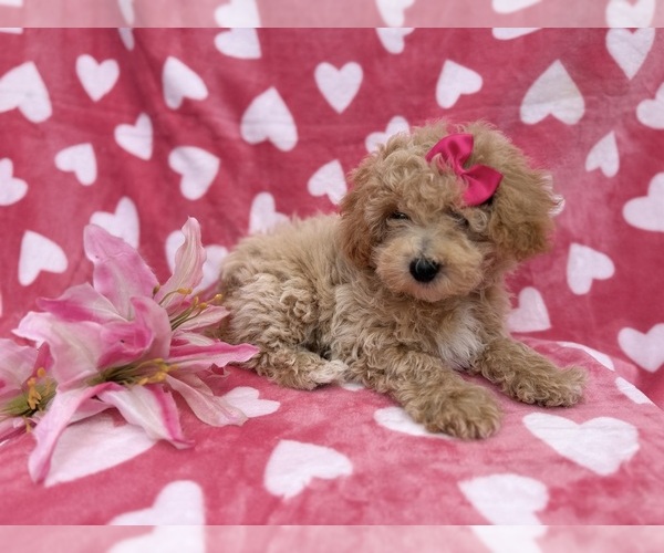 Medium Photo #7 Bichpoo Puppy For Sale in LAKELAND, FL, USA