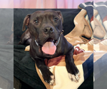 Small #4 American Staffordshire Terrier-Boxer Mix