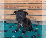 Small Chihuahua Mix