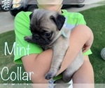 Small Photo #6 Pug Puppy For Sale in SUMTER, SC, USA
