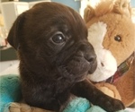 Small Photo #17 Cane Corso Puppy For Sale in MOORESVILLE, NC, USA
