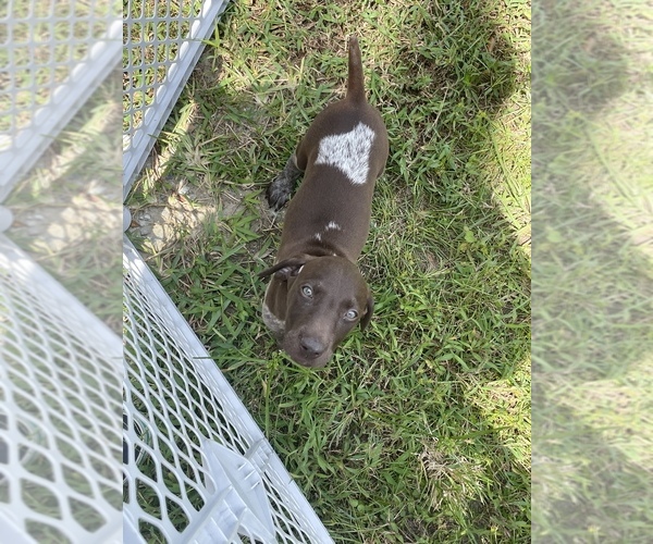 Medium Photo #1 German Shorthaired Pointer Puppy For Sale in KATHLEEN, FL, USA