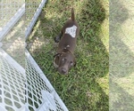 Small Photo #1 German Shorthaired Pointer Puppy For Sale in KATHLEEN, FL, USA